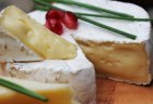 Green living Australia Camembert Penicillium Candidum Culture